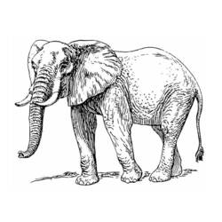 Dessin à colorier: Éléphant (Animaux) #6389 - Coloriages à Imprimer Gratuits
