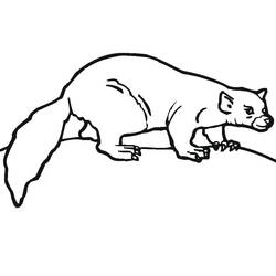 Dessin à colorier: Furet (Animaux) #205386 - Coloriages à Imprimer Gratuits