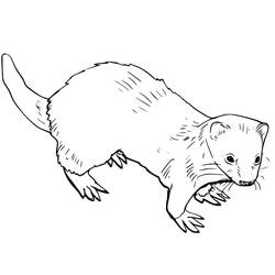 Dessin à colorier: Furet (Animaux) #205389 - Coloriages à Imprimer Gratuits