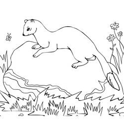 Dessin à colorier: Furet (Animaux) #205404 - Coloriages à Imprimer Gratuits