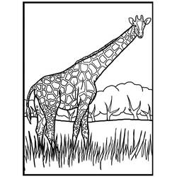 Coloriage Girafe (Animaux) #177590 à imprimer et colorier