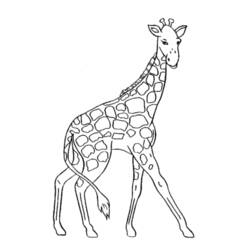 Dessin à colorier: Girafe (Animaux) #7220 - Coloriages à Imprimer Gratuits