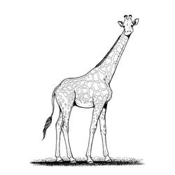 Dessin à colorier: Girafe (Animaux) #7229 - Coloriages à Imprimer Gratuits