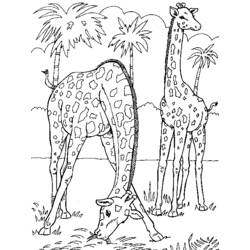 Dessin à colorier: Girafe (Animaux) #7277 - Coloriages à Imprimer Gratuits