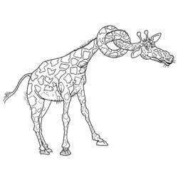 Dessin à colorier: Girafe (Animaux) #7301 - Coloriages à Imprimer Gratuits