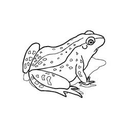 Coloriage Grenouille (Animaux) #187338 à imprimer et colorier