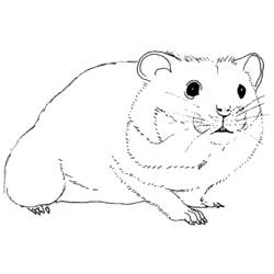 Dessin à colorier: Hamster (Animaux) #8011 - Coloriages à Imprimer Gratuits