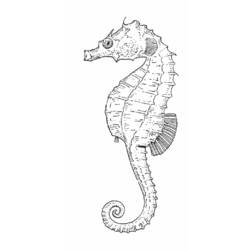 Dessin à colorier: Hippocampe (Animaux) #18672 - Coloriages à imprimer