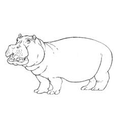 Dessin à colorier: Hippopotame (Animaux) #8614 - Coloriages à imprimer