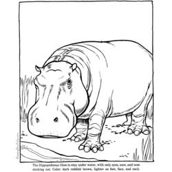 Dessin à colorier: Hippopotame (Animaux) #8656 - Coloriages à imprimer