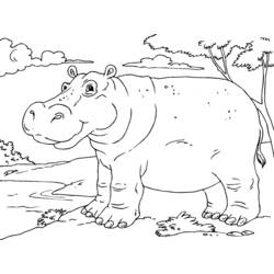 Dessin à colorier: Hippopotame (Animaux) #8735 - Coloriages à imprimer