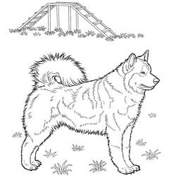 Dessin à colorier: Husky (Animaux) #189125 - Coloriages à Imprimer Gratuits