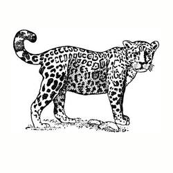 Dessin à colorier: Jaguar (Animaux) #9007 - Coloriages à Imprimer Gratuits