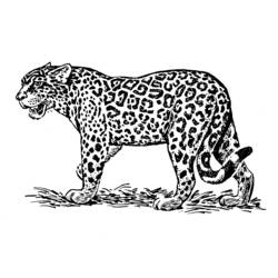 Dessin à colorier: Jaguar (Animaux) #9013 - Coloriages à Imprimer Gratuits