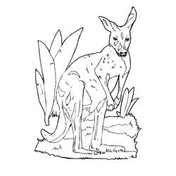 Coloriage Kangourou (Animaux) #179687 à imprimer et colorier