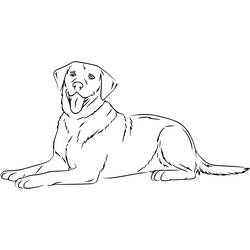 Dessin à colorier: Labrador (Animaux) #220744 - Coloriages à Imprimer Gratuits
