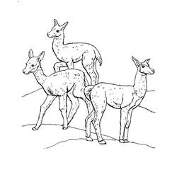 Dessin à colorier: Lama (Animaux) #179519 - Coloriages à Imprimer Gratuits