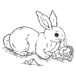 Coloriage Lièvre (Animaux) #209024 à imprimer et colorier