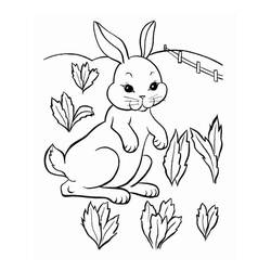 Coloriage Lièvre (Animaux) #209031 à imprimer et colorier