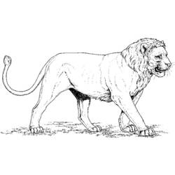 Dessin à colorier: Lion (Animaux) #10256 - Coloriages à Imprimer