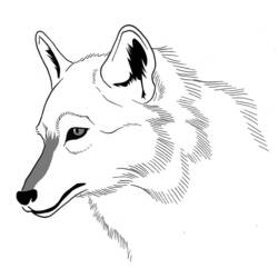 Dessin à colorier: Loup (Animaux) #10528 - Coloriages à Imprimer Gratuits