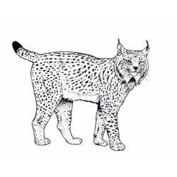 Dessins à colorier: Lynx - Coloriages à imprimer