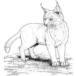 Dessin à colorier: Lynx (Animaux) #10790 - Coloriages à Imprimer