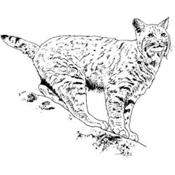 Dessin à colorier: Lynx (Animaux) #10794 - Coloriages à Imprimer