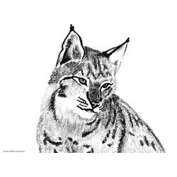 Dessin à colorier: Lynx (Animaux) #10797 - Coloriages à Imprimer