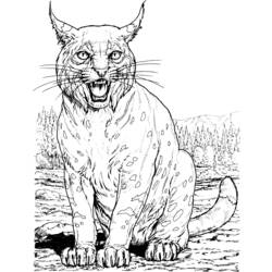 Dessin à colorier: Lynx (Animaux) #10798 - Coloriages à imprimer