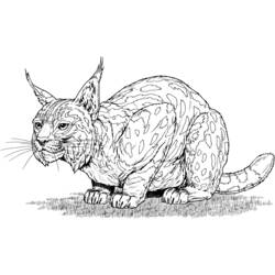 Dessin à colorier: Lynx (Animaux) #10800 - Coloriages à Imprimer