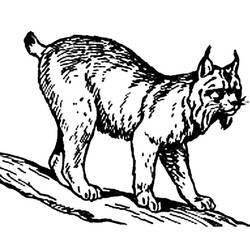Dessin à colorier: Lynx (Animaux) #10802 - Coloriages à Imprimer