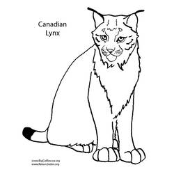 Dessin à colorier: Lynx (Animaux) #10808 - Coloriages à imprimer