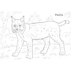 Dessin à colorier: Lynx (Animaux) #10811 - Coloriages à Imprimer