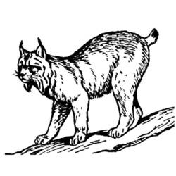Dessin à colorier: Lynx (Animaux) #10812 - Coloriages à imprimer