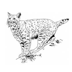 Dessin à colorier: Lynx (Animaux) #10818 - Coloriages à imprimer