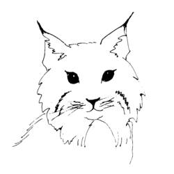 Dessin à colorier: Lynx (Animaux) #10841 - Coloriages à imprimer
