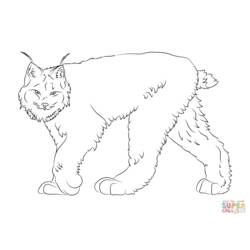 Dessin à colorier: Lynx (Animaux) #10847 - Coloriages à Imprimer