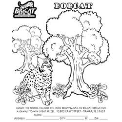 Dessin à colorier: Lynx (Animaux) #10861 - Coloriages à imprimer