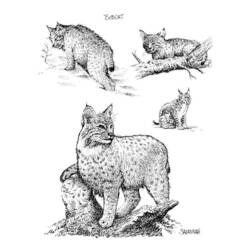 Dessin à colorier: Lynx (Animaux) #10875 - Coloriages à Imprimer