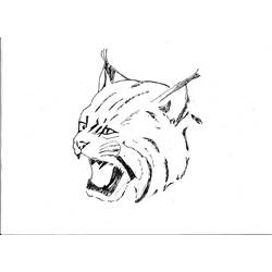 Dessin à colorier: Lynx (Animaux) #10877 - Coloriages à imprimer