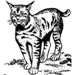 Dessin à colorier: Lynx (Animaux) #189229 - Coloriages à Imprimer Gratuits
