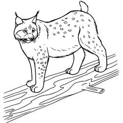 Dessin à colorier: Lynx (Animaux) #189237 - Coloriages à Imprimer Gratuits