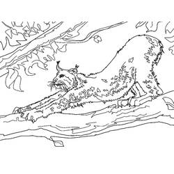 Dessin à colorier: Lynx (Animaux) #189242 - Coloriages à Imprimer Gratuits