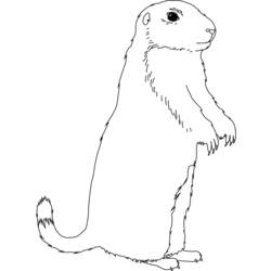 Dessin à colorier: Marmotte (Animaux) #10889 - Coloriages à imprimer