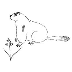 Dessin à colorier: Marmotte (Animaux) #10897 - Coloriages à imprimer