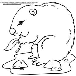 Dessin à colorier: Marmotte (Animaux) #10899 - Coloriages à Imprimer Gratuits