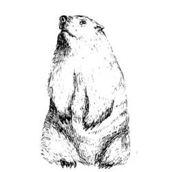 Dessin à colorier: Marmotte (Animaux) #10910 - Coloriages à imprimer