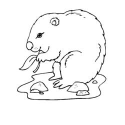 Dessin à colorier: Marmotte (Animaux) #10935 - Coloriages à imprimer