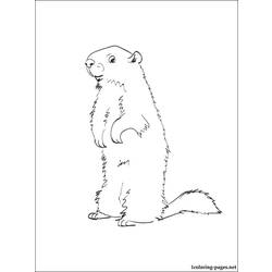 Dessin à colorier: Marmotte (Animaux) #10953 - Coloriages à imprimer